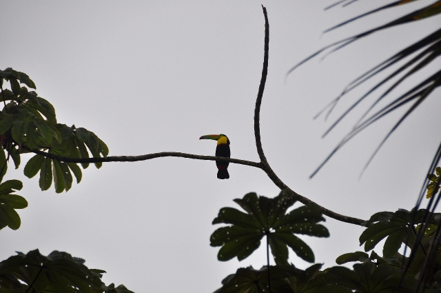 costa rica wildlife, pacific-027.jpg - KEEL-BILLED TOUCAN - EASTERN & MID COSTA RICA, INCLUDING RAINFORESTS - DRY/WET SEASONS